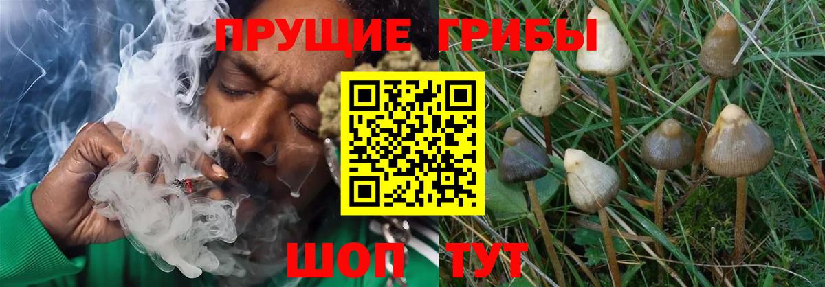 Галлюциногенные грибы прущие грибы Железногорск